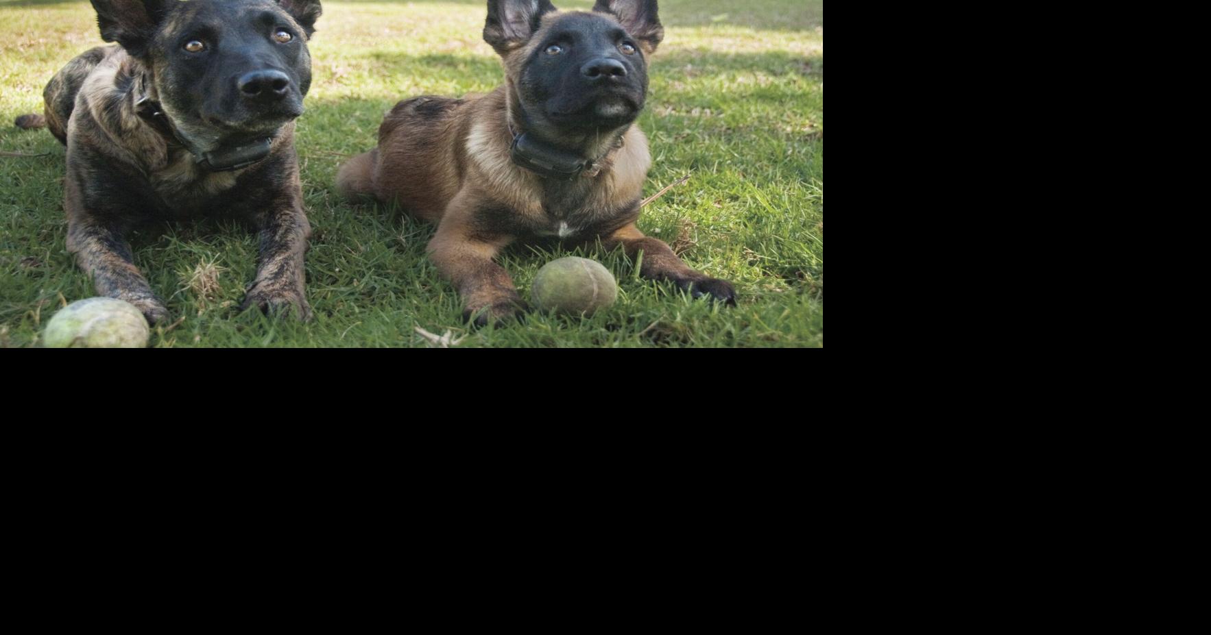 What's going on here Breckenridge gets bike friendly, dog park