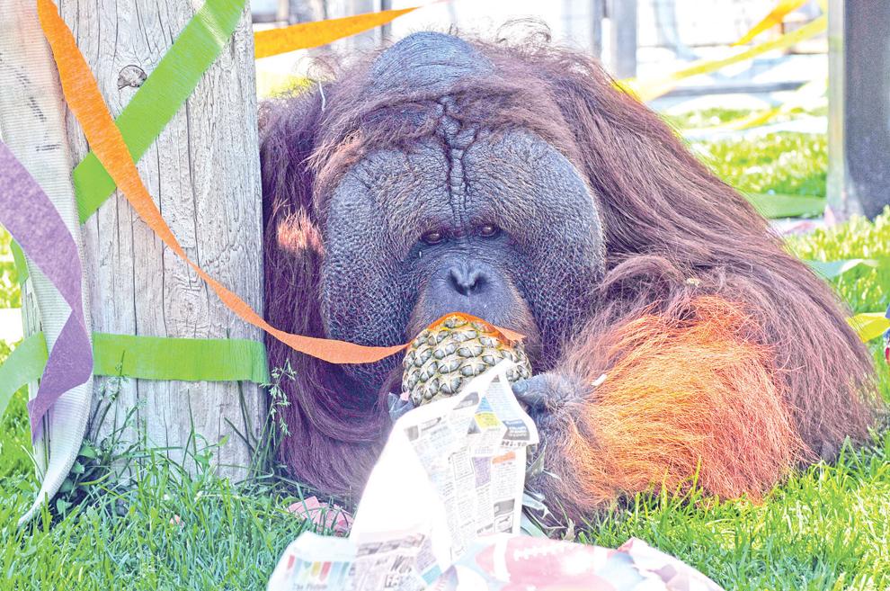 Chahinkapa Zoo celebrates Tal’s birthday Local News Stories