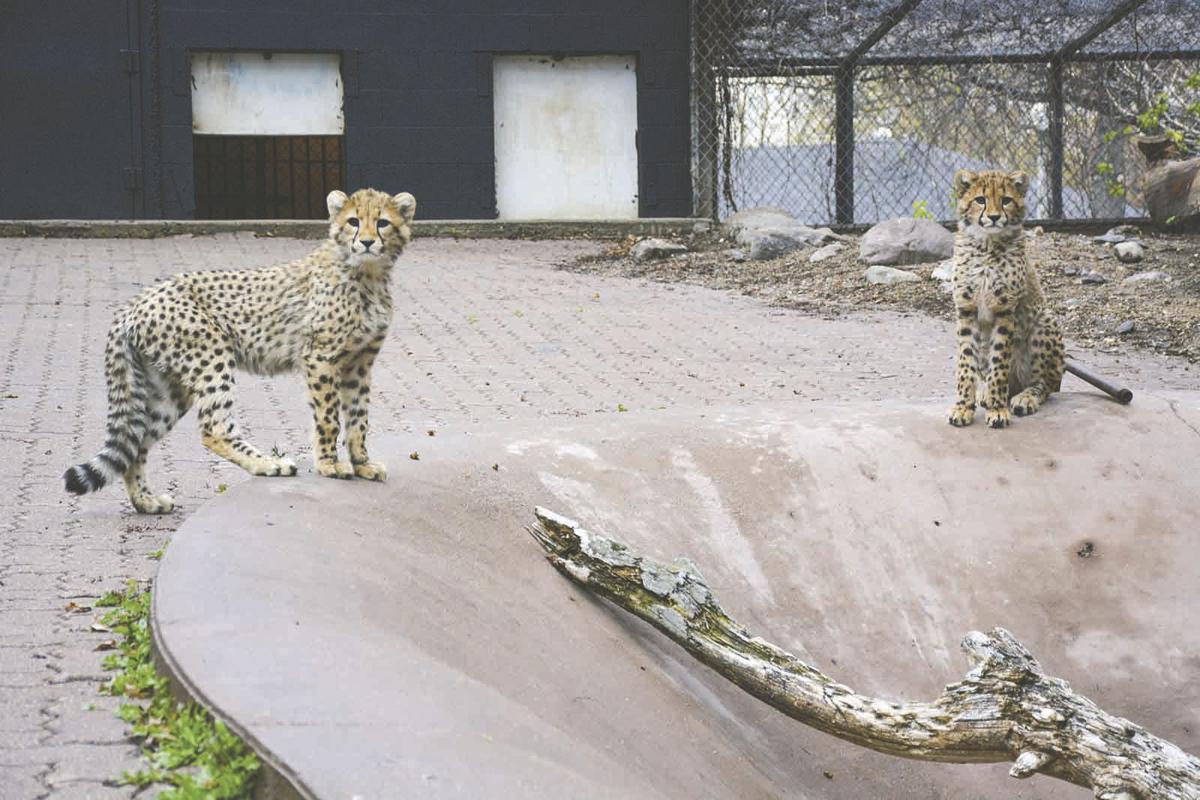 Chahinkapa Zoo opens for 2020 season Local News Stories