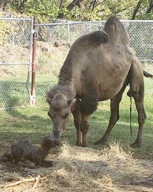 Boy Camel Born Sunday At Chahinkapa Zoo Local News Stories Wahpetondailynews Com
