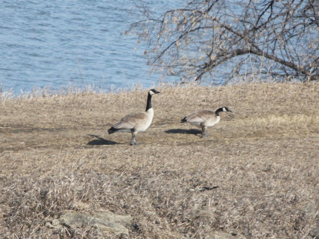 Early Canada Goose Season Set Hunting And Outdoors
