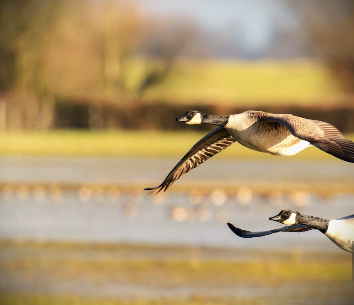 Canada goose mexico df hotsell