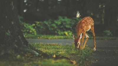 Urban deer hunt requires change to ordinances