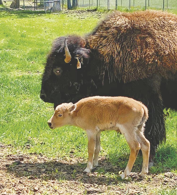 Chahinkapa Zoo News [Chahinkapa Zoo] ZooChat