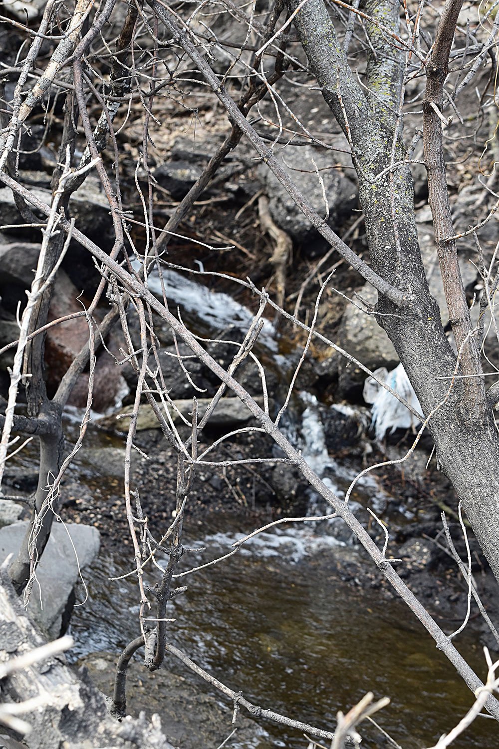 Wild Rice River is back at major flood stage after last week's snow
