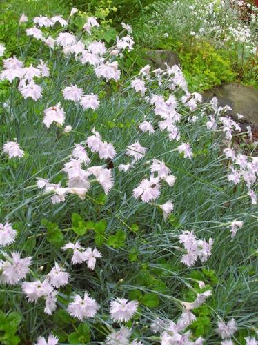 Dianthus flowers