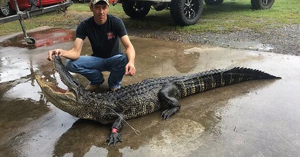 Thirty-eight Arkansas draw public land alligator hunting permits ...