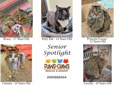 Paws and Claws Pets of the Week: 'Senior Spotlight' | News ...