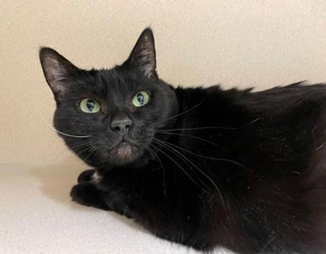 Paws and Claws Pets of the Week News