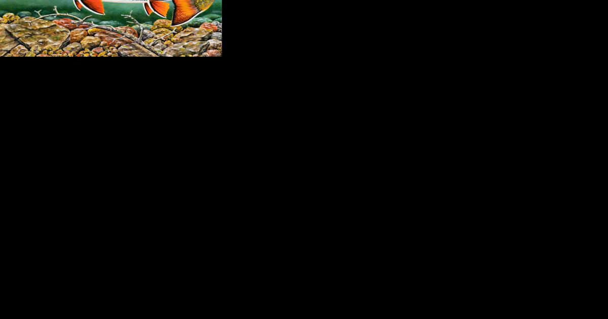 Winners chosen for 2024 trout and salmon stamp, walleye stamp contests - Vimarsana News