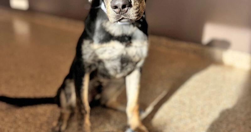 Paws and Claws Pets of the Week | News | walkermn.com