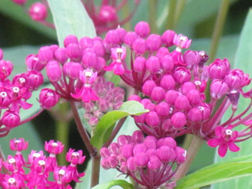 Landscaping at the Walker Ranger District Office | News | walkermn.com