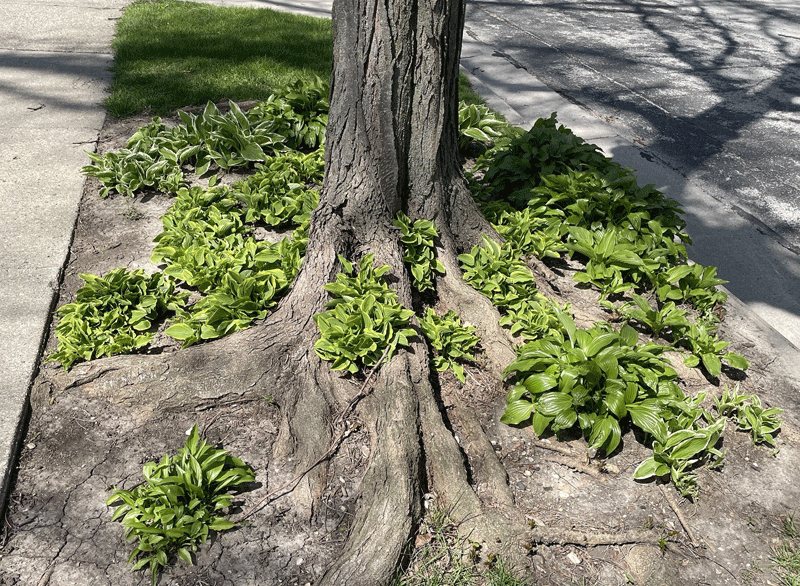 Avoid tree root conflicts — do not cut or dig up | Outdoors | walkermn.com