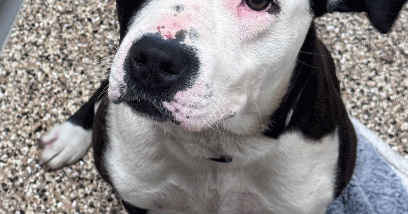 Paws and Claws Pets of the Week