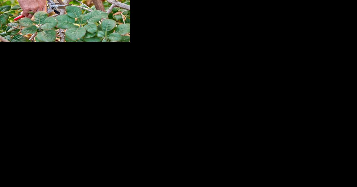 Fall landscape care with pollinators in mind - Vimarsana News