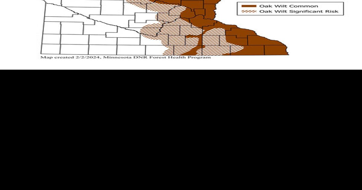 Prune oaks now to avoid oak wilt infection | Outdoors | walkermn.com