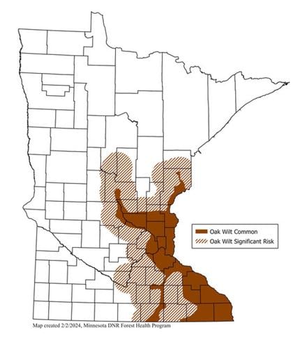 Prune oaks now to avoid oak wilt infection | Outdoors | walkermn.com