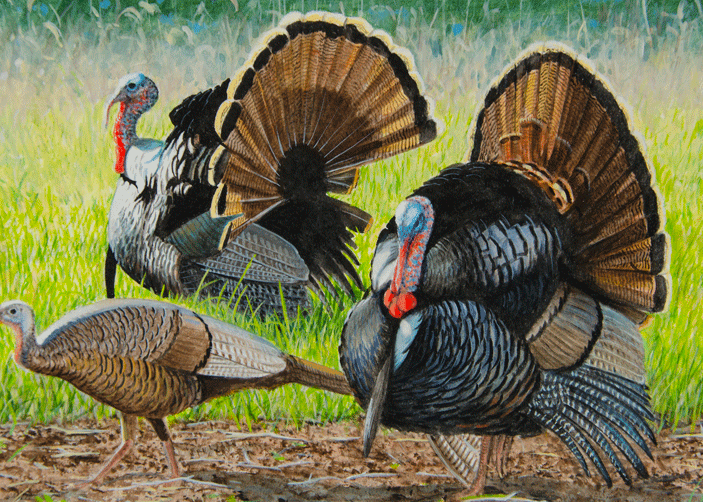 New paintings chosen for pheasant and turkey stamps | Outdoors ...