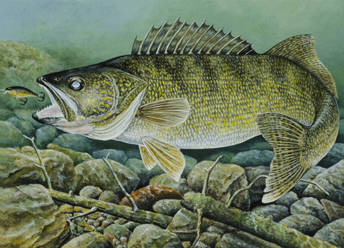 Duluth artist wins walleye stamp contest Outdoors