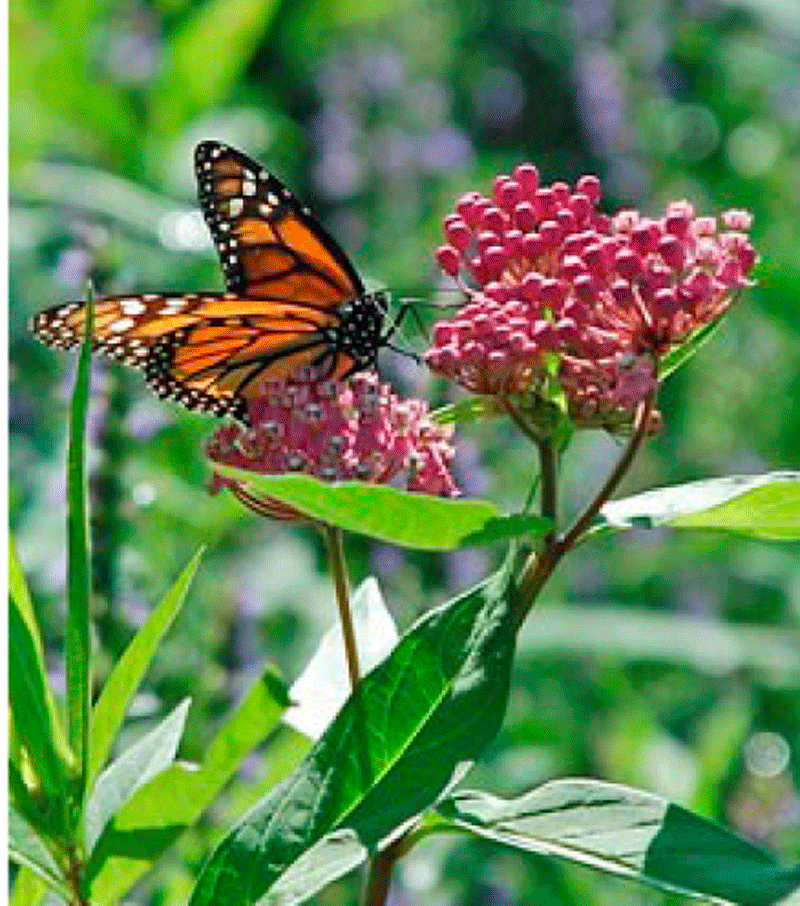 Pollinators: How to help improve their habitat - The Pilot Independent ...