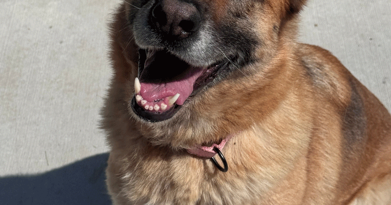 Paws and Claws Pets of the Week
