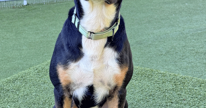 Paws and Claws Pets of the Week