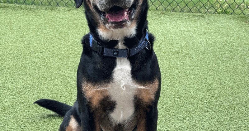 Paws and Claws Pets of the Week