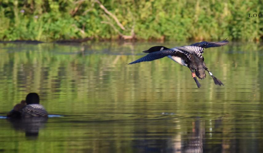439 people experienced the National Loon Center’s stewardship Cross ...