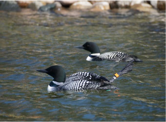 National Loon Center launches Loons and Lakes Stewardship Program free ...