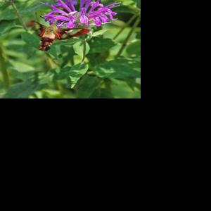 Create, plant, maintain a pollinator garden | Outdoors | walkermn.com