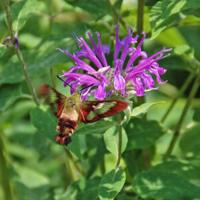 Create, plant, maintain a pollinator garden | Outdoors | walkermn.com