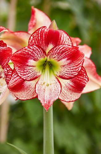 Go beyond the traditional with unique amaryllis varieties | Outdoors |  