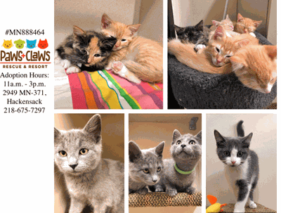 Kittens, kittens, kittens!