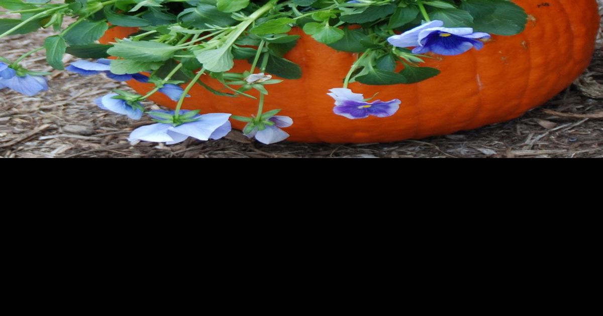 Creative ways to enjoy pansies this fall Outdoors