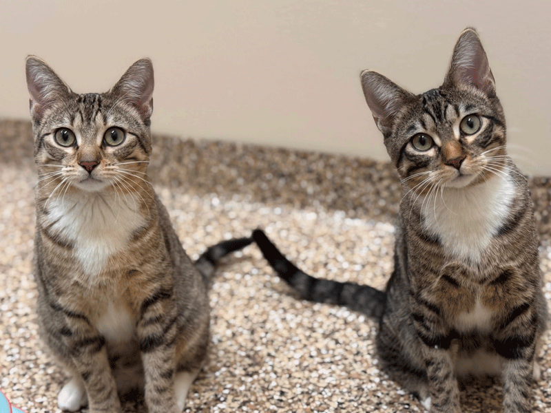 Paws and Claws Pets of the Week | News | walkermn.com