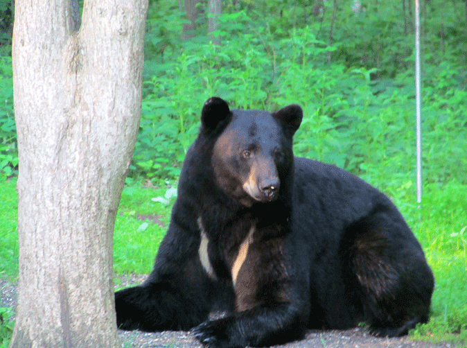 Action Outdoors: The magnificent black bear | Outdoors | walkermn.com