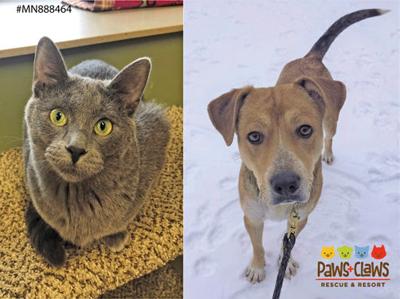 Harry is an 11-month-old Russian Blue mix and Grace, a 2-year-old mixed breed mama.