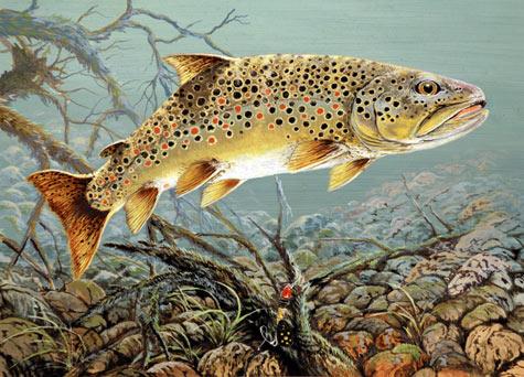 Princeton artist wins 2011 Minnesota trout salmon stamp design