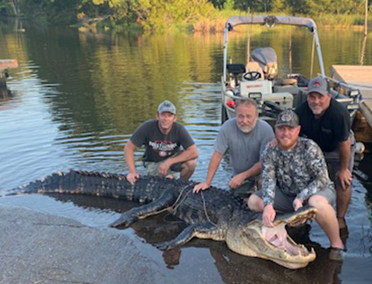 I let that reel sing': Local man brings in 13-foot gator