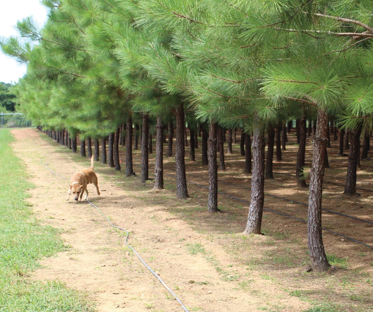 Truffle farm breaking new ground here News