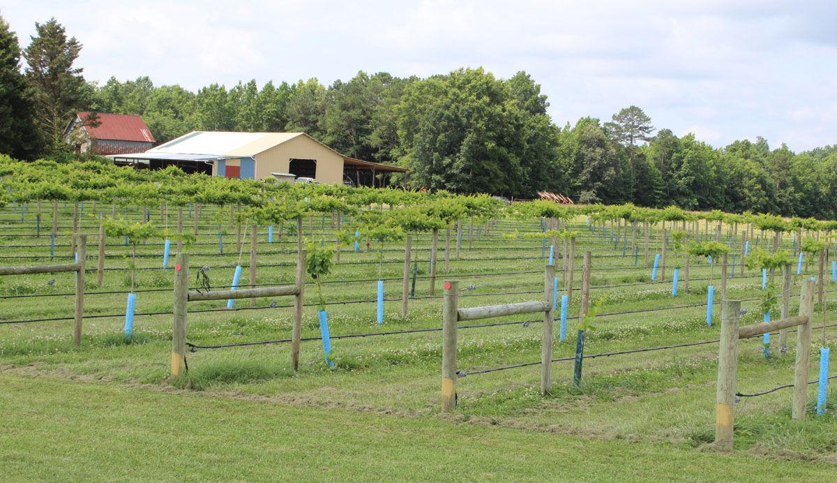 Seven Springs Farms and Vineyards