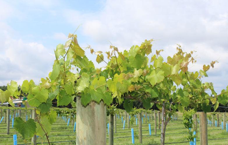 Seven Springs Farms and Vineyards