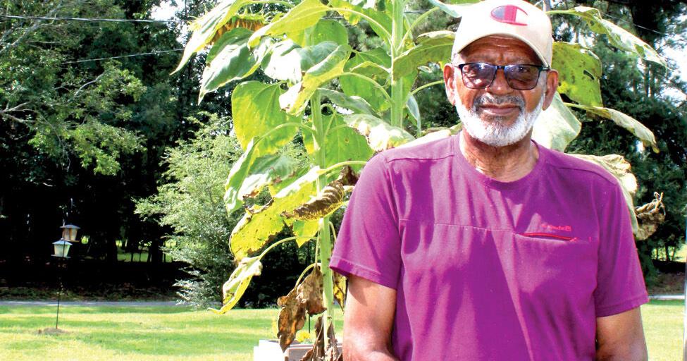 Sunflowers are the standouts of Oine couple's garden