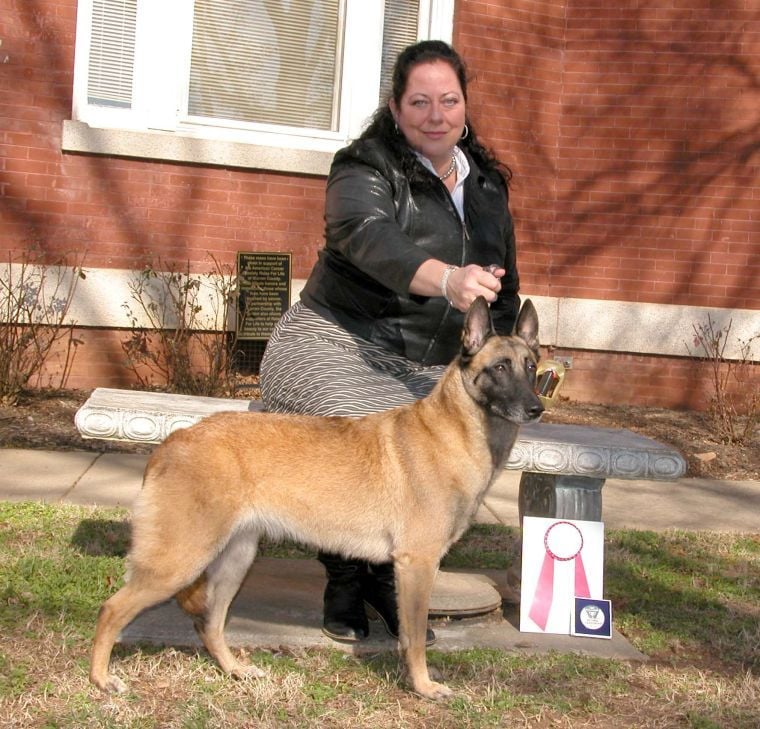 Akc malinois store