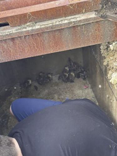Family jumps into action to save ducks stuck in storm drain