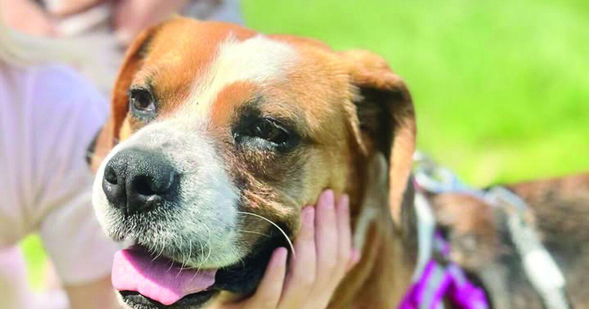 Pet of the Week: Oreo | News