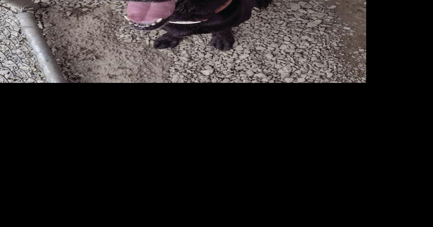 Pet of the Week: Tank | News