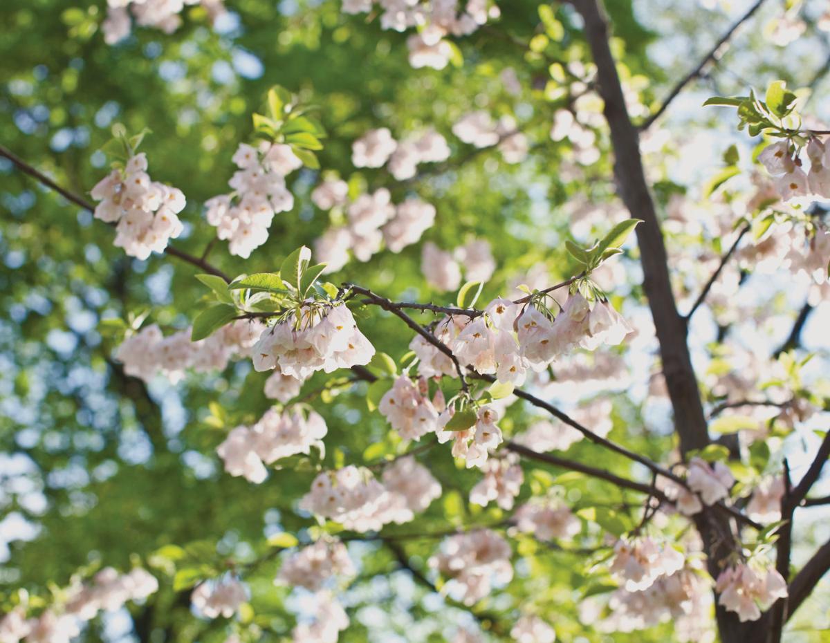 Elberfeld Spring Festival