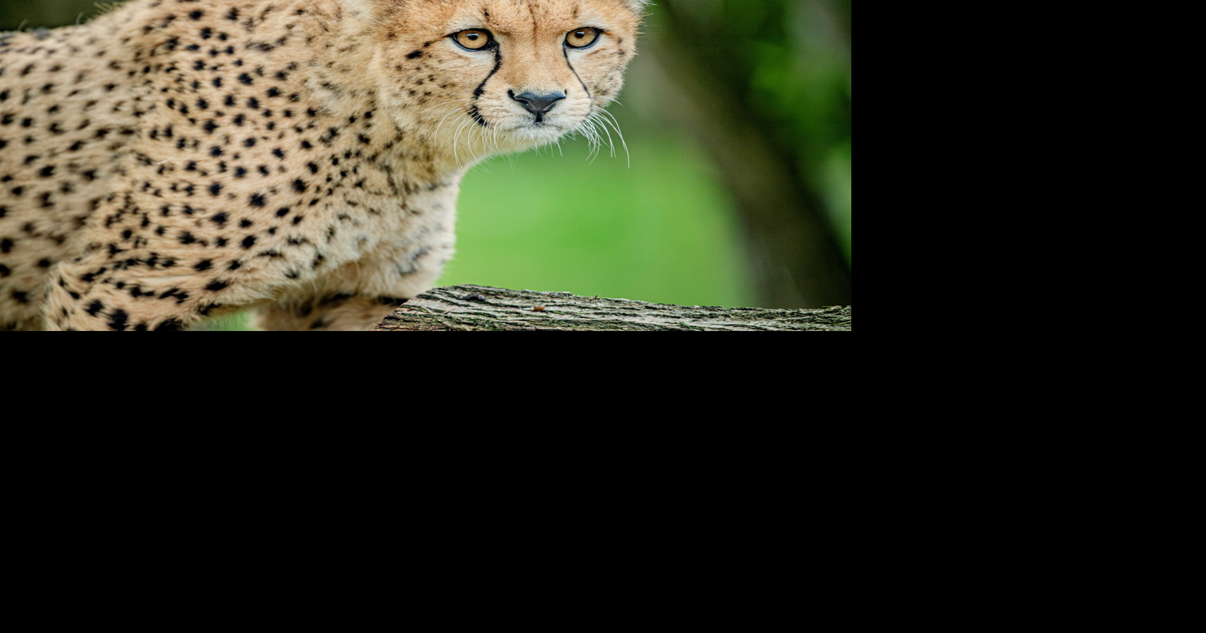 World’s rarest cheetahs arrive at zoo as part of conservation program