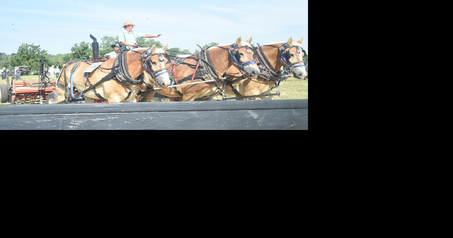 Horse Progress Days arrives in Daviess County | News ...